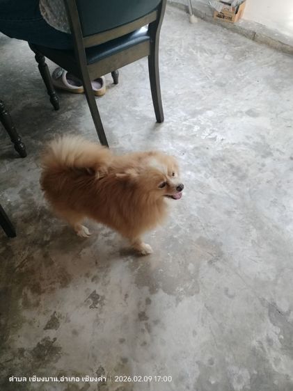 หาบ้านใหม่ให้น้องค่ะ  รูปที่ 11