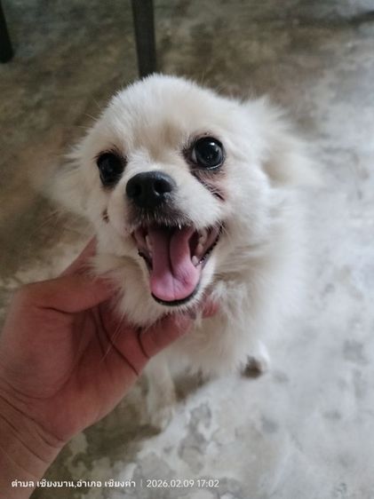 หาบ้านใหม่ให้น้องค่ะ  รูปที่ 6