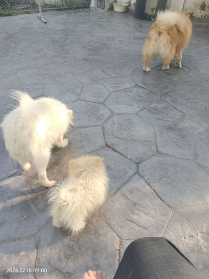 หาบ้านใหม่ให้น้องค่ะ  รูปที่ 7