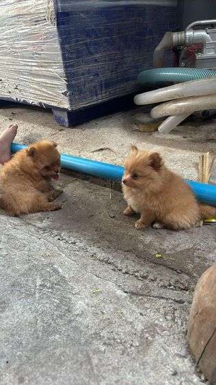 ขายลูกสุนัขปอมแท้ผู้2อายุ50วันตัวละ4200