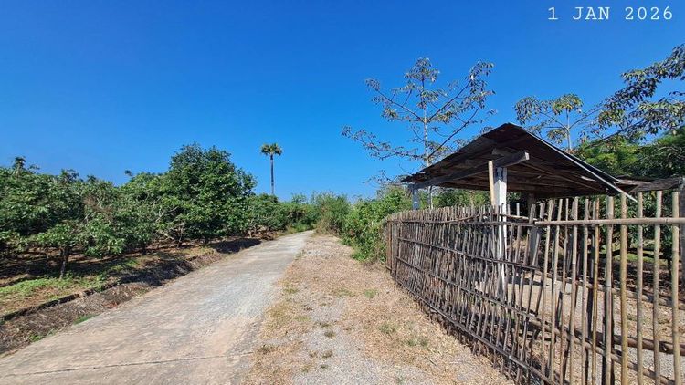 ไม่ใช่ ติดแม่น้ำลี้ติดถนนคอนกรีต เจ้าของขายเองมีโฉนด 2ไร่ครึ่ง ขายยกแปลงเพียง 1.9 ล้านบาทรวมโอน ใกล้แมคโครโลตัสจอมทอง ทางขึ้นดอยอินทนนท์ รูปที่ 4