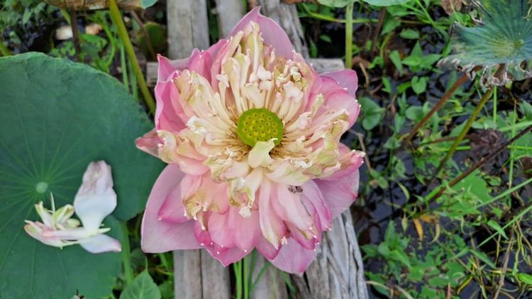 ไม่ใช่ เจ้าของขายเอง สวนผสมใกล้เซเว่นมีโฉนด 2 ไร่ครึ่งขายยกแปลงเพียง 890,000 บาทฟรีโอน รูปที่ 4