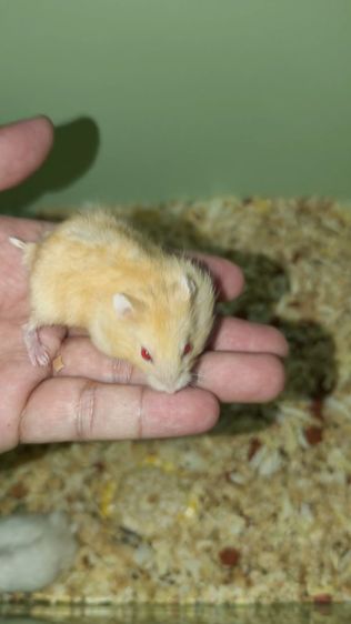 แฮมเตอร์วินเทอร์ white รูปที่ 7