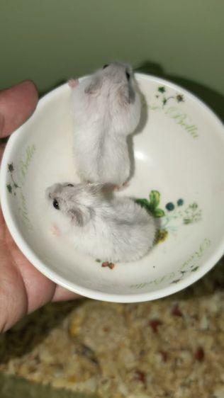 แฮมเตอร์วินเทอร์ white