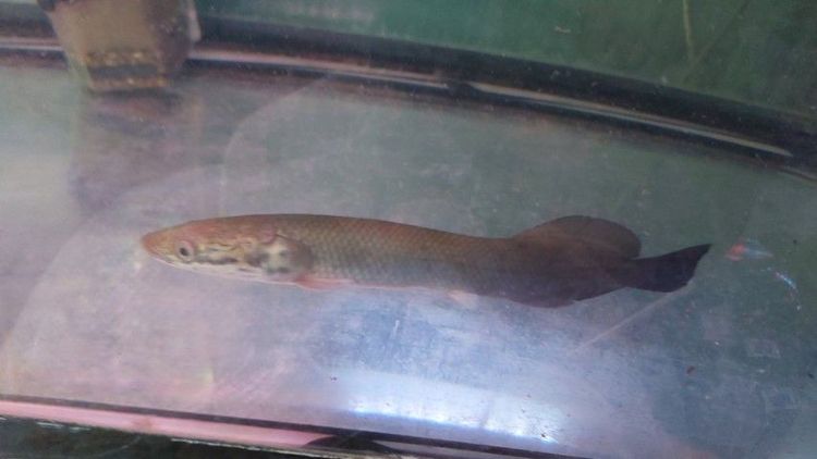 ปลาช่อนอเมซอน