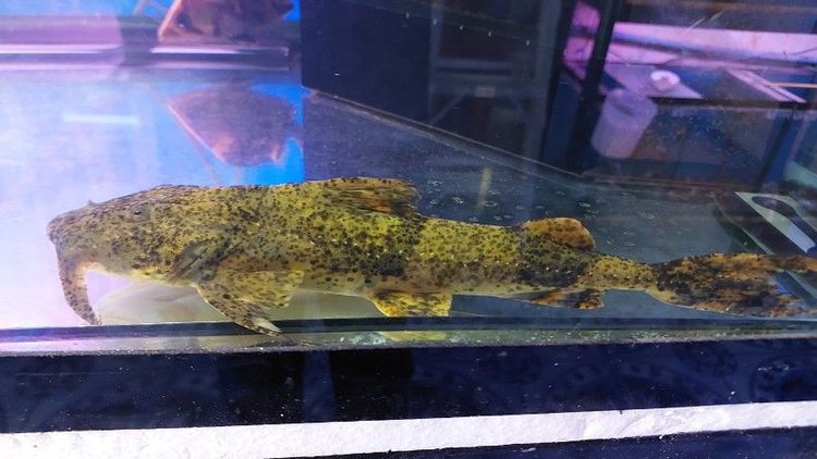 ปลาช่อนอเมซอน รูปที่ 5