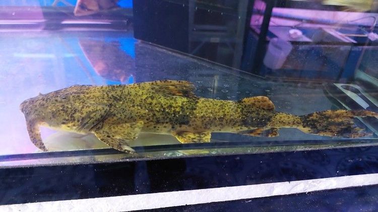 ปลาช่อนอเมซอน รูปที่ 4