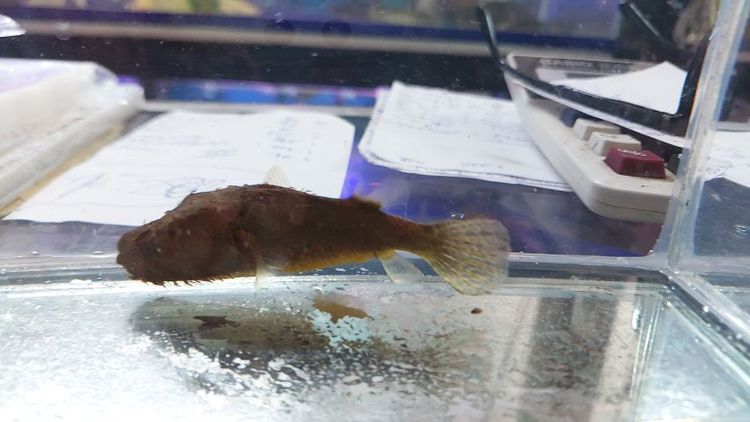 ปลากระทิงไฟ กับปลาปักเป้าขน รูปที่ 5