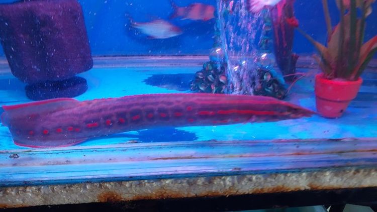 ปลากระทิงไฟ กับปลาปักเป้าขน