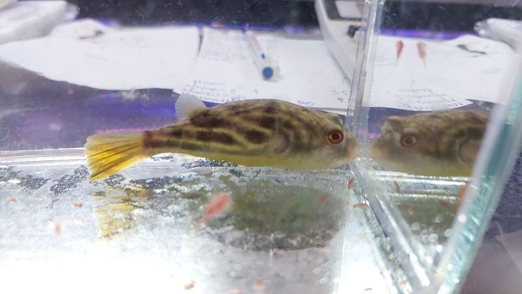 เต่าหมูบิน กับ ปักเป้าฟาฮาก้า รูปที่ 4