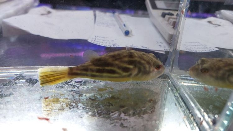 เต่าหมูบิน กับ ปักเป้าฟาฮาก้า รูปที่ 5