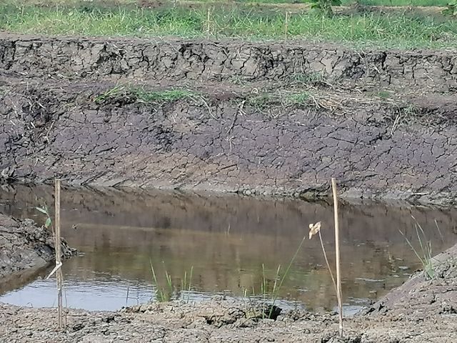 ขายที่ดิน 13 ไร่ ถนนร่มเกล้า ใก้ลสถานีรถไฟฟ้า ใก้ลสถานีรถไฟราง ใก้ลมหาวิทยาลัย ใก้ลโรงพยาบาล ใก้ลห้างสรรสินค้า ใก้ลสนามบิน เดินทางสะดวก