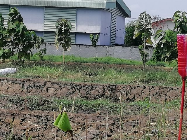 ใช่ ขายที่ดิน 13 ไร่ ถนนร่มเกล้า ใก้ลสถานีรถไฟฟ้า ใก้ลสถานีรถไฟราง ใก้ลมหาวิทยาลัย ใก้ลโรงพยาบาล ใก้ลห้างสรรสินค้า ใก้ลสนามบิน เดินทางสะดวก รูปที่ 3