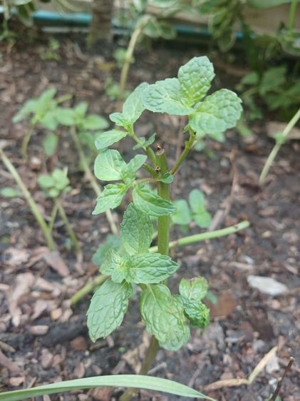 ขายที่ดิน266ตรว.อ.เมือง สกลนคร