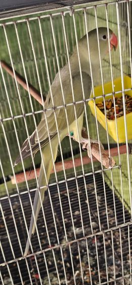 Alexandrine Graygreen F2 เพศผู้มีใบเช็คเพศ รูปที่ 3