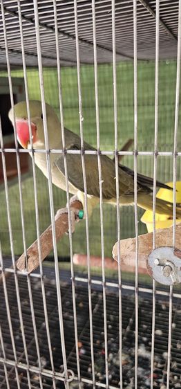 Alexandrine Graygreen F2 เพศผู้มีใบเช็คเพศ รูปที่ 4