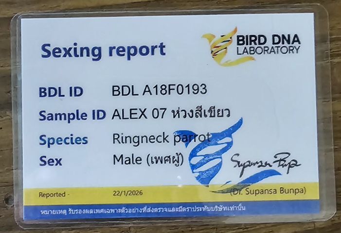 Alexandrine Graygreen F2 เพศผู้มีใบเช็คเพศ รูปที่ 8