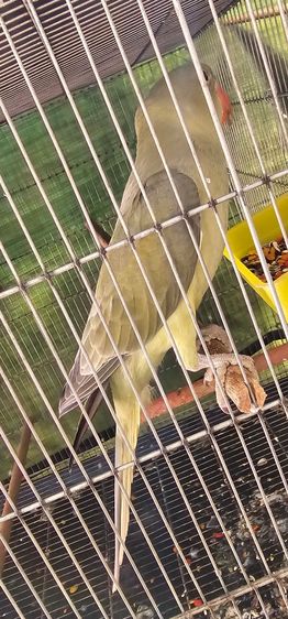 Alexandrine Graygreen F2 เพศผู้มีใบเช็คเพศ