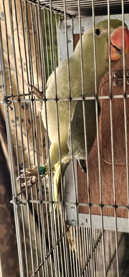 Alexandrine Graygreen F2 เพศผู้มีใบเช็คเพศ รูปที่ 7