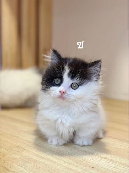 แมวมันช์กิ้นขาสั้น รูปที่ 5