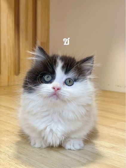 แมวมันช์กิ้นขาสั้น รูปที่ 4