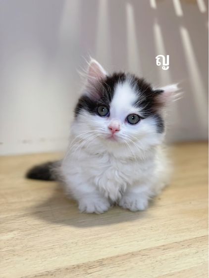 แมวมันช์กิ้นขาสั้น รูปที่ 6