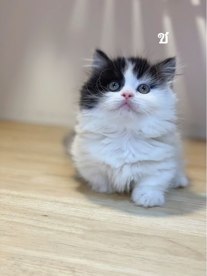 แมวมันช์กิ้นขาสั้น รูปที่ 2
