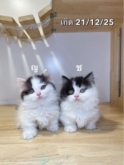 แมวมันช์กิ้นขาสั้น