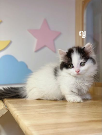 แมวมันช์กิ้นขาสั้น รูปที่ 7