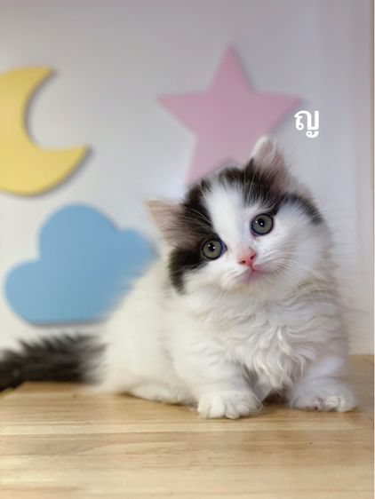 แมวมันช์กิ้นขาสั้น รูปที่ 8
