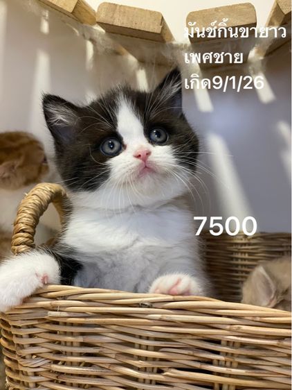 แมวมันช์กิ้น ขายาว รูปที่ 2