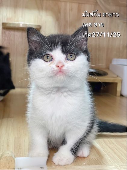 แมวมันช์กิ้น ขายาว รูปที่ 3