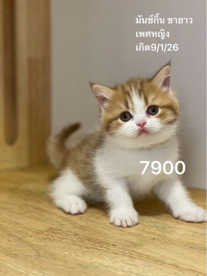 แมวมันช์กิ้น ขายาว