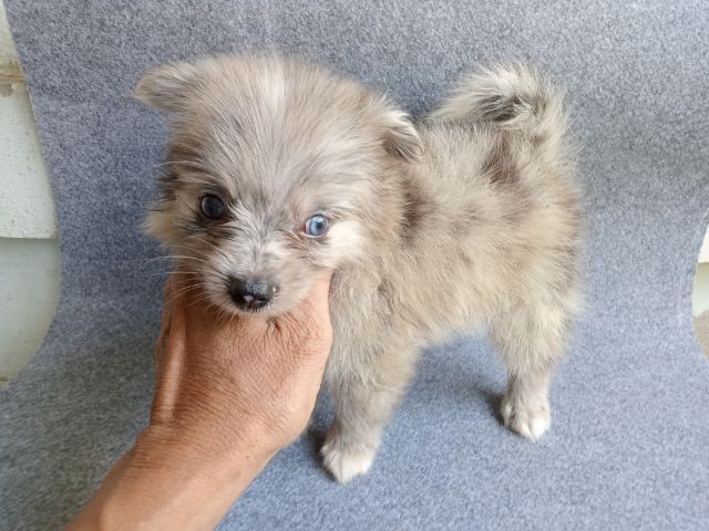 ลูกสุนัขสีบลูเมอร์ตาฟ้า เพศผู้ รูปที่ 4