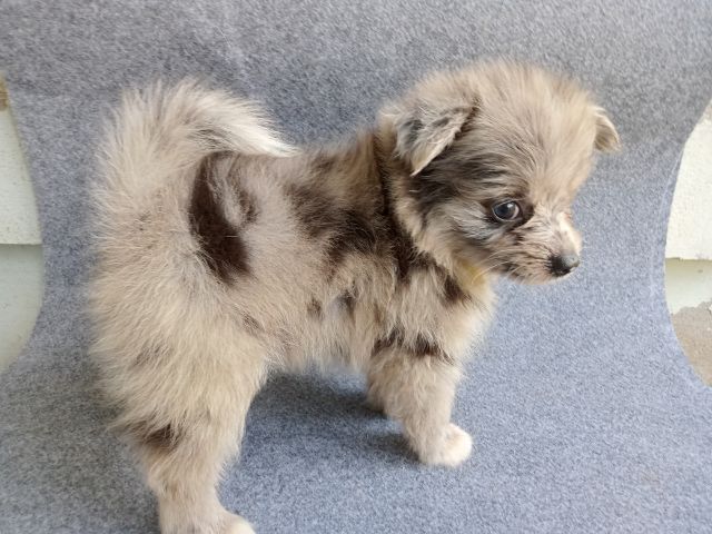 ลูกสุนัขสีบลูเมอร์ตาฟ้า เพศผู้ รูปที่ 3