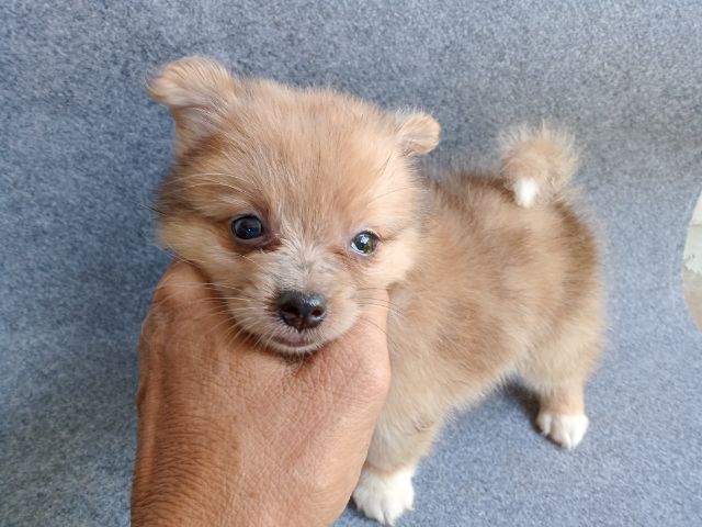 ลูกสุนัขสีเมอร์ เพศเมีย รูปที่ 2