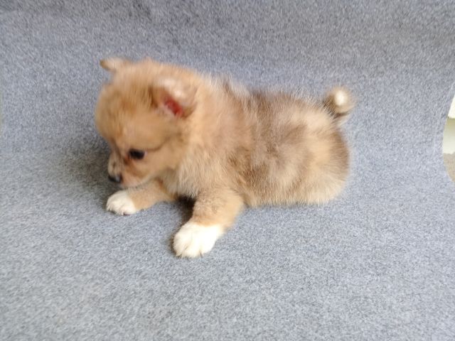 ลูกสุนัขสีเมอร์ เพศเมีย รูปที่ 4