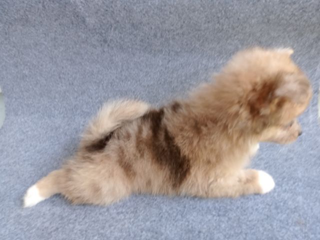 ลูกสุนัขสีเมอร์ เพศเมีย รูปที่ 5