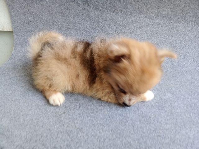 ลูกสุนัขสีเมอร์ เพศเมีย รูปที่ 3