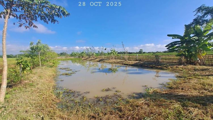 ไม่ใช่ เจ้าของขายเอง บ่อปลาสวนผสมมีโฉนดเกือบ 2 ไร่ ขายยกแปลงเพียง 690,000 บาทฟรีโอน 
