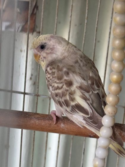 นกหงส์หยก รูปที่ 4