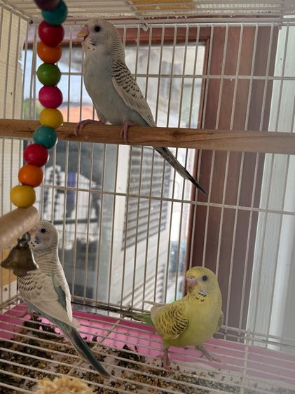 นกหงส์หยก