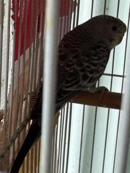 นกหงส์หยก รูปที่ 5