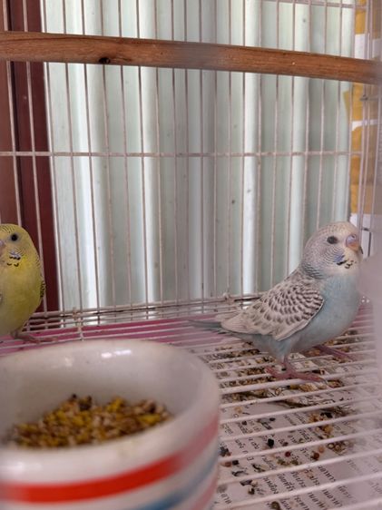 นกหงส์หยก รูปที่ 2