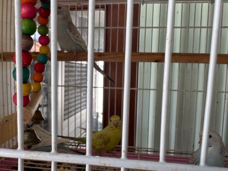 นกหงส์หยก รูปที่ 3