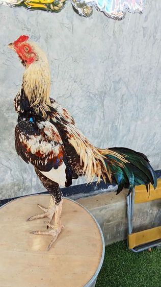 สายเลือดมหานคร