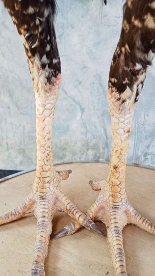 สายเลือดมหานคร รูปที่ 5