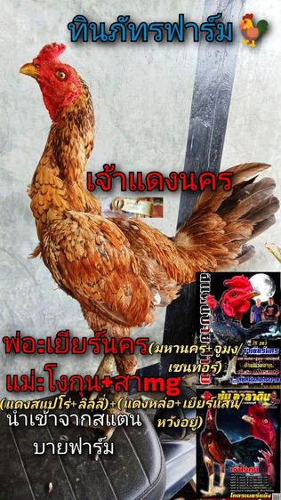 สายเลือดมหานคร รูปที่ 6