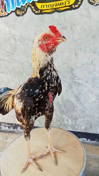 สายเลือดมหานคร รูปที่ 3