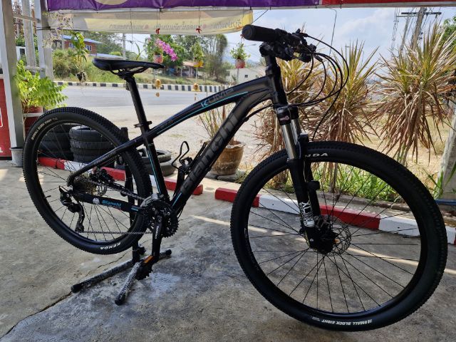 เสือภูเขา Bianchi รูปที่ 4